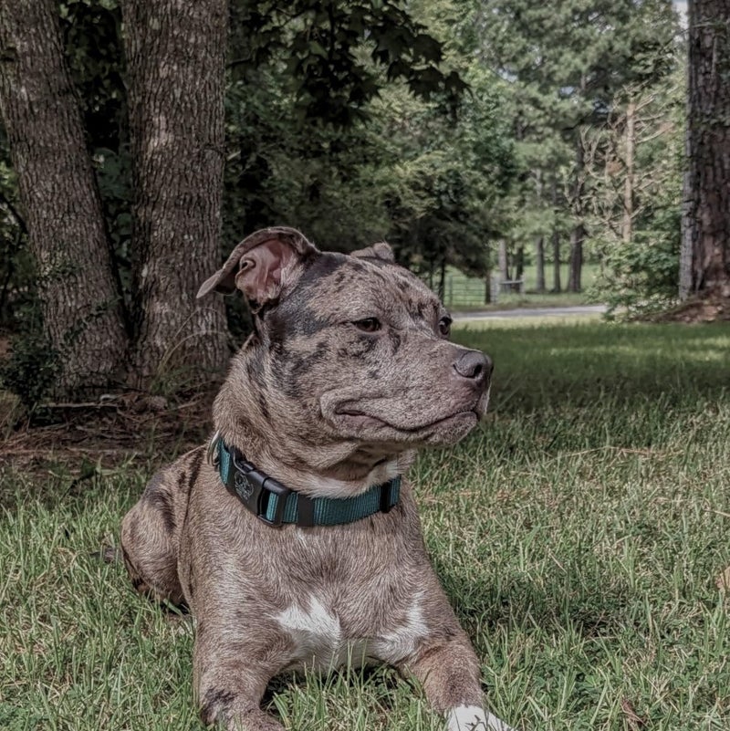 Country Brook Design Country Brook Petz - Everyday Nylon Dog Collar for Large, Medium, and Small Dogs and Puppies - for Everyday Use in 15+ Cool Colors (Large, 1 Inch, Green) - Image 2